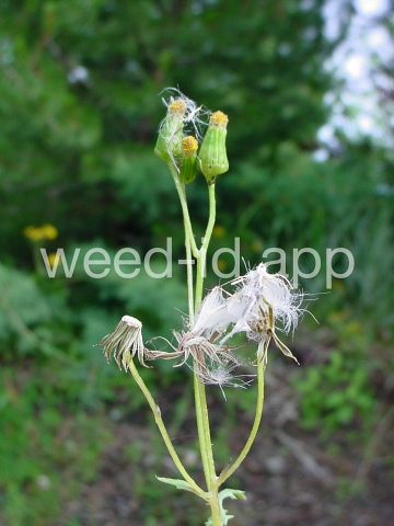 groundsel, common